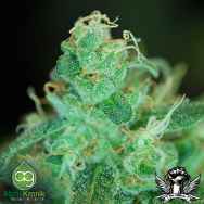 AlphaKronik Genes Seeds Qwad Dawg